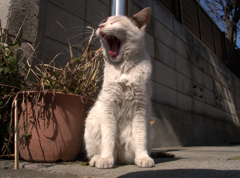 猫撮り散歩52