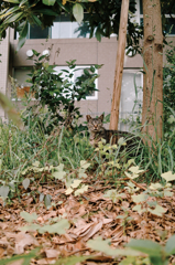 猫撮り散歩340