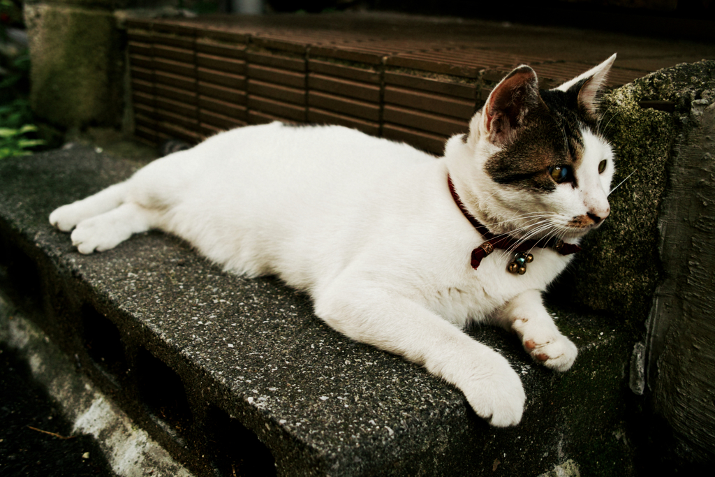 猫撮り散歩1259