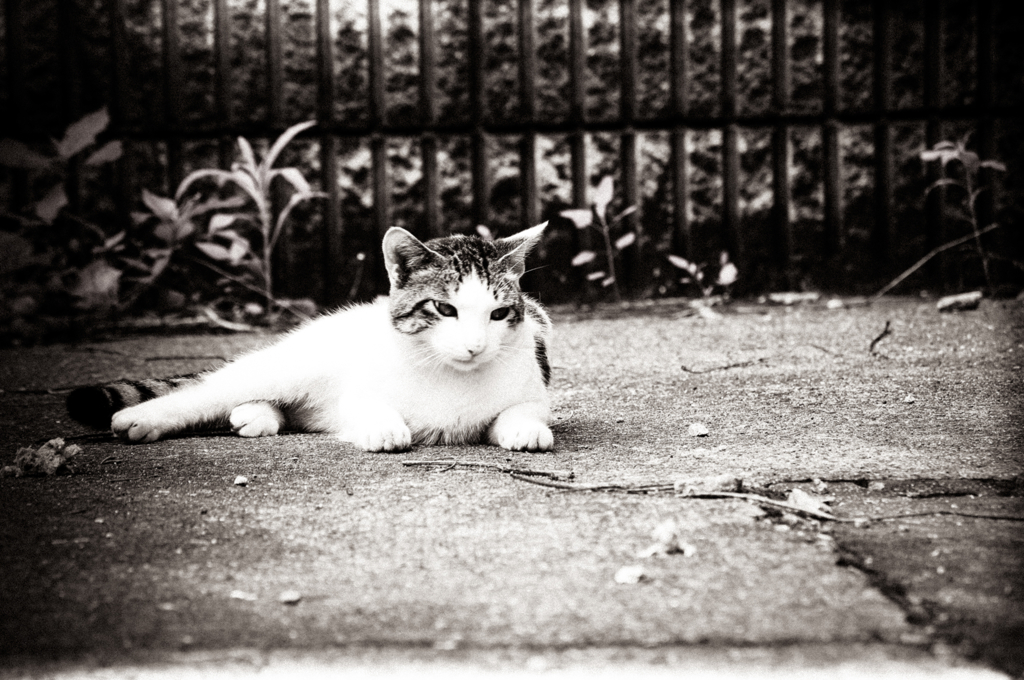 猫撮り散歩412