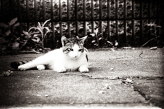 猫撮り散歩412