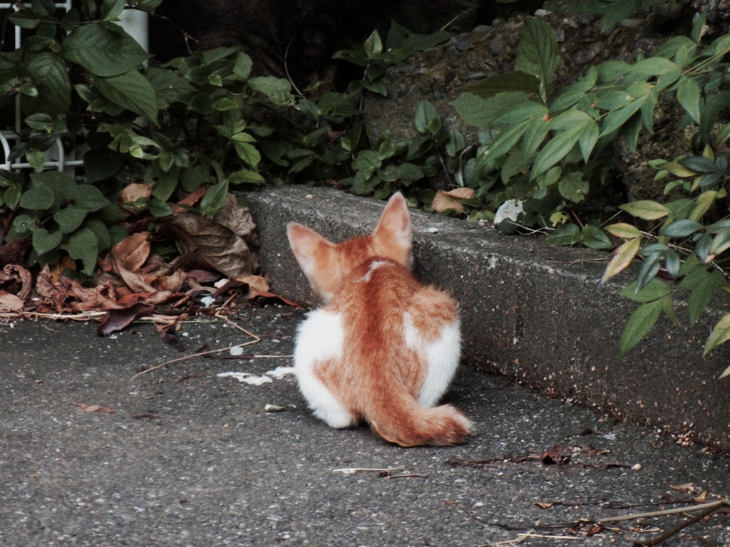猫撮り散歩310