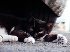 猫撮り散歩462