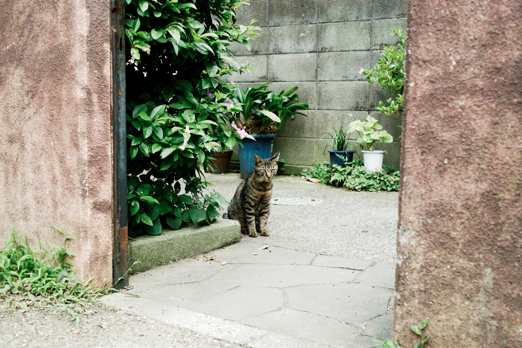 猫撮り散歩2070