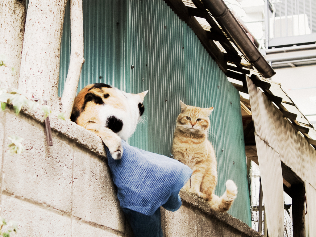 猫撮り散歩1366