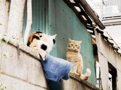 猫撮り散歩1366