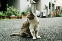 猫撮り散歩926