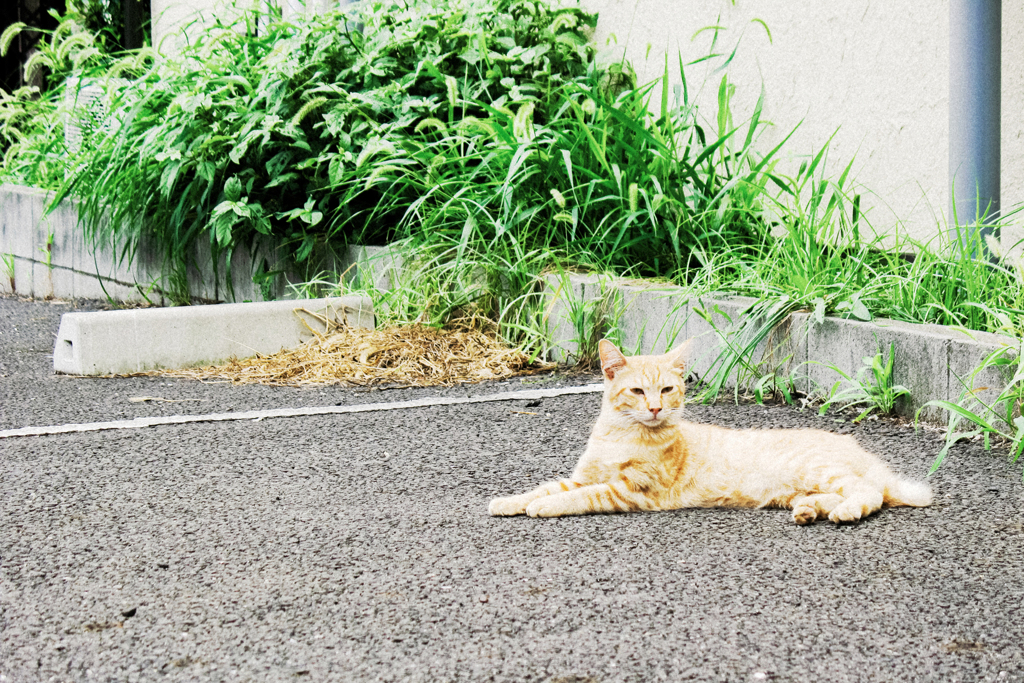 猫撮り散歩2140