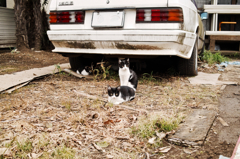 猫撮り散歩463