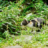 猫撮り散歩2398