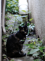 猫撮り散歩327
