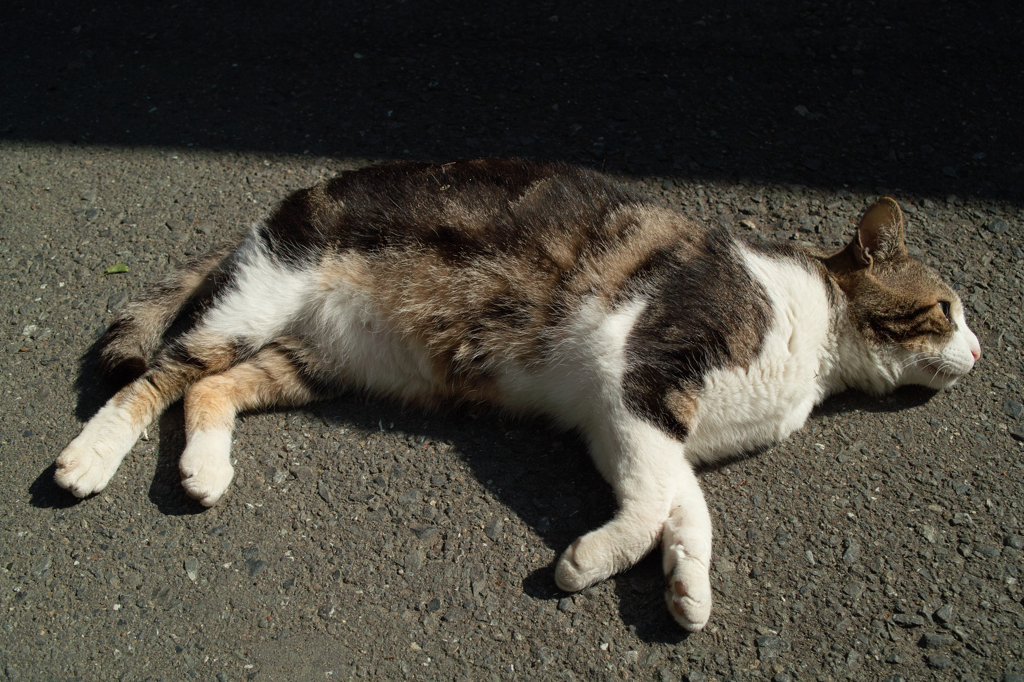 猫撮り散歩121