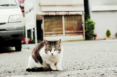 猫撮り散歩1134