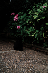 猫撮り散歩1143