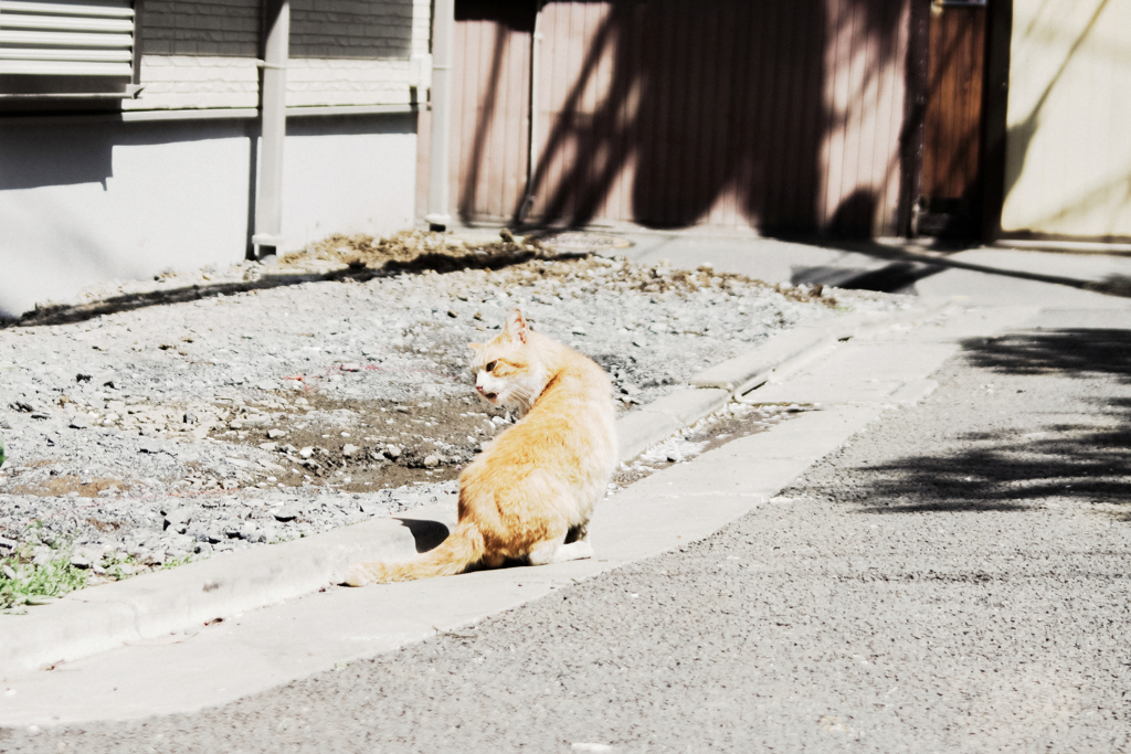 猫撮り散歩1276