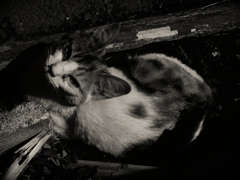 猫撮り散歩247