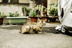 猫撮り散歩785