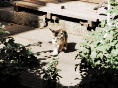 猫撮り散歩981