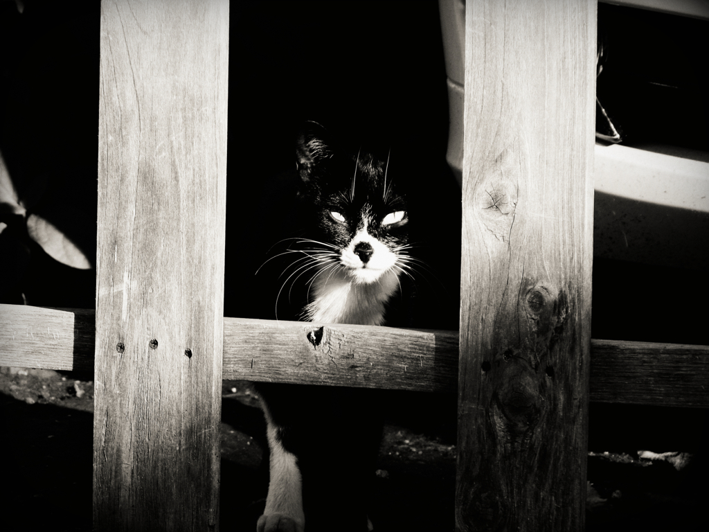 猫撮り散歩385