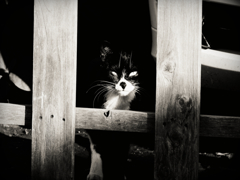 猫撮り散歩385