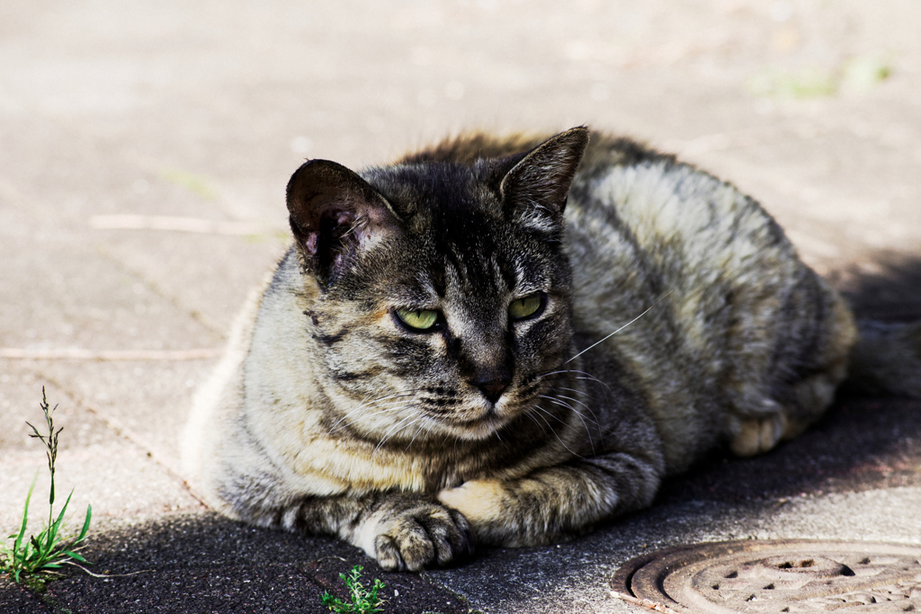 猫撮り散歩2155