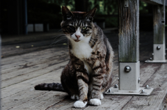 猫撮り散歩SZS-05 "Garden cats of One day"