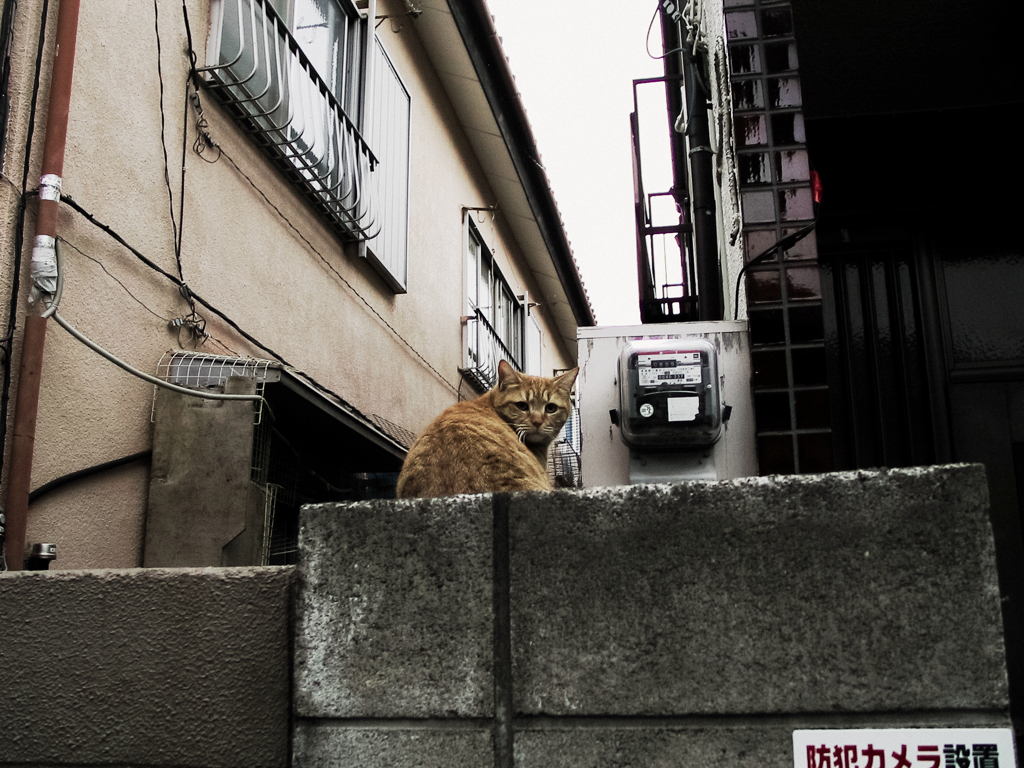 猫撮り散歩835