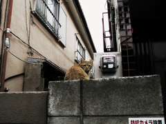 猫撮り散歩835