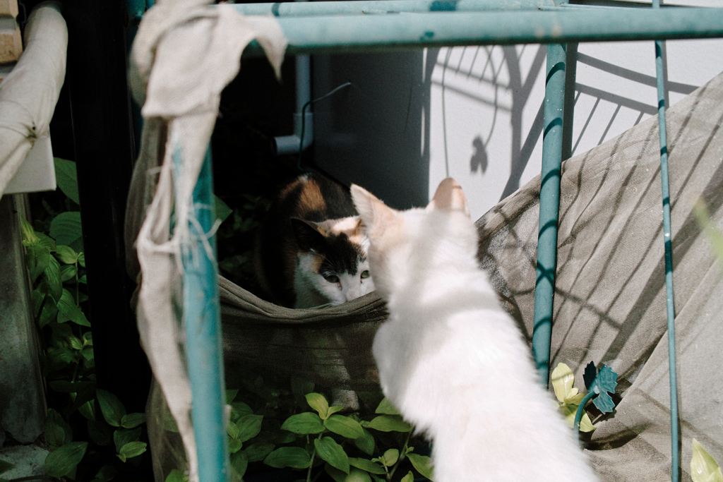 猫撮り散歩1777