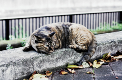 猫撮り散歩1118