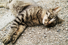 猫撮り散歩1046