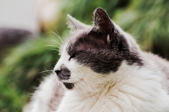 猫撮り散歩637