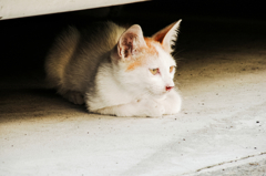 猫撮り散歩1011