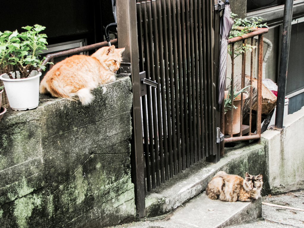 猫撮り散歩2112