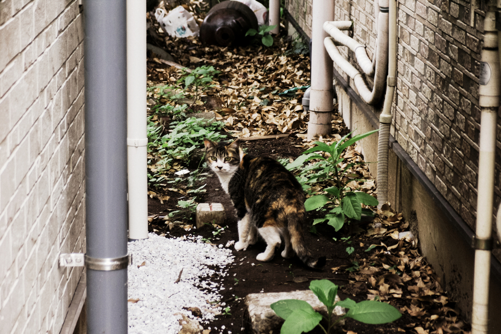 猫撮り散歩1521