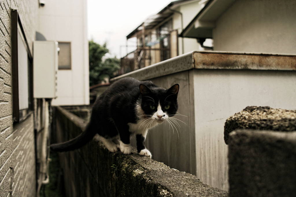 猫撮り散歩856