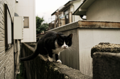 猫撮り散歩856