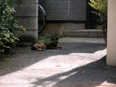猫撮り散歩254