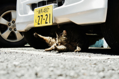 猫撮り散歩1758