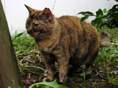 猫撮り散歩93