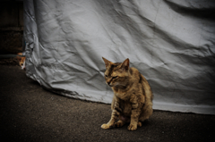 猫撮り散歩655