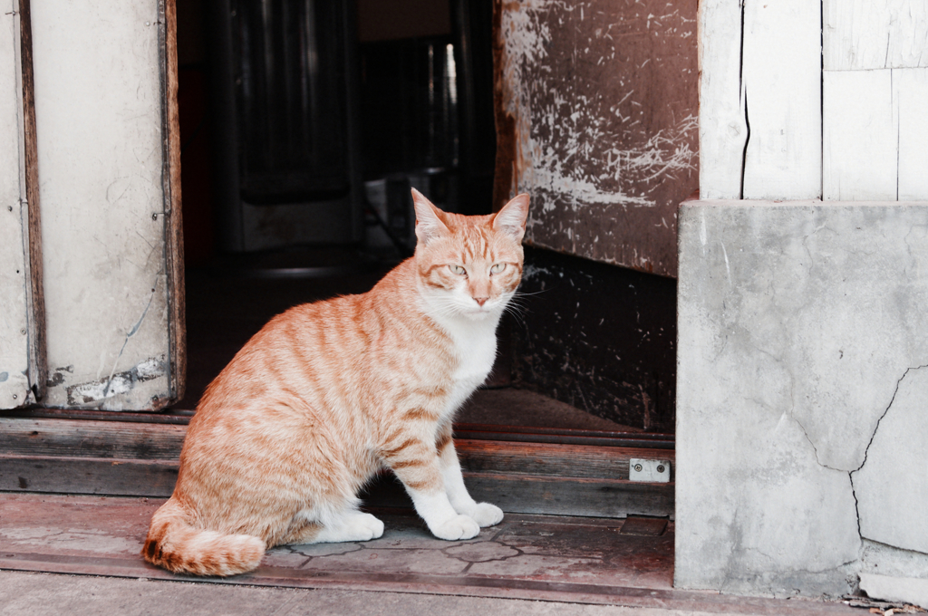 猫撮り散歩375