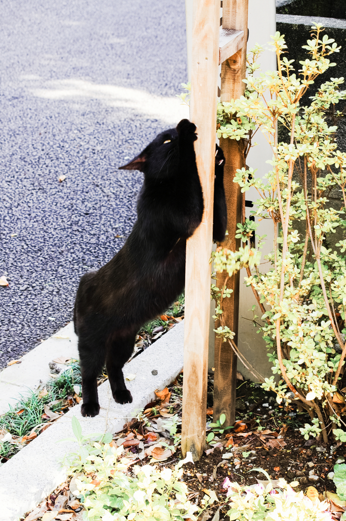 猫撮り散歩434