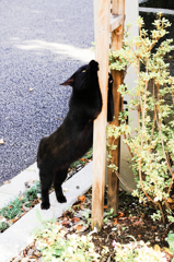 猫撮り散歩434