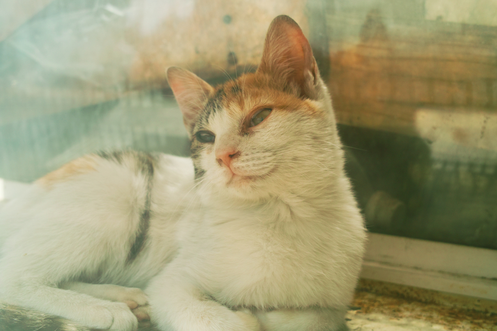 猫撮り散歩2376
