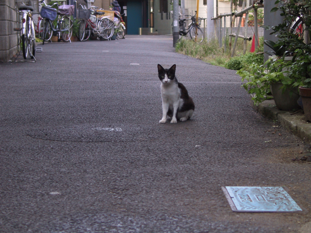 猫撮り散歩122
