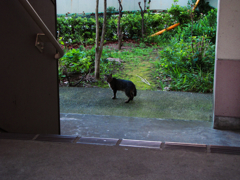 猫撮り散歩333