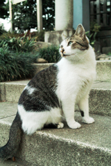 猫撮り散歩1832
