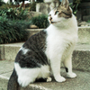 猫撮り散歩1832