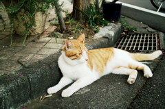 猫撮り散歩790